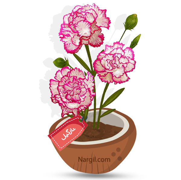Nargil_Dianthus Caryophyllus